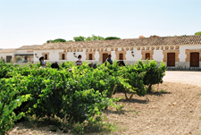 Spain-Central Spain-Vineyard Trail - Ruta del Vino